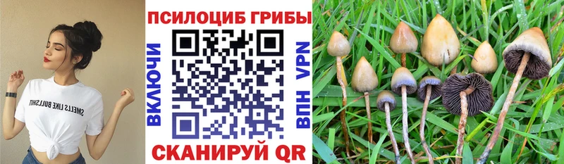 Галлюциногенные грибы Psilocybine cubensis Солнечногорск